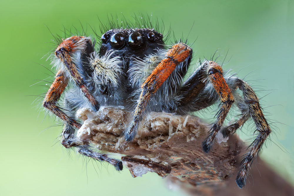 Philaeus chrysops - Prato (PO)